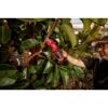 Picture of 2534-21 M12 BRUSHLESS PRUNING SHEARS KIT